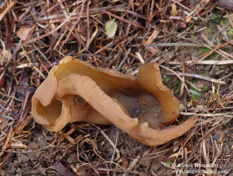 Řasnatka hnědá, Peziza badia (Houby, Fungi)